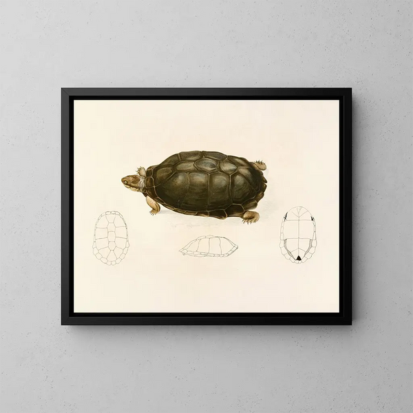 Sternotherus sinuatum - Sir Andrew Smith — indrammet kunstværk på væggen