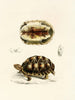Tortue Verroxii - Sir Andrew Smith — visning af kunstværket
