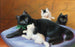 Familie af katte - Sophie Sperlich — visning af kunstværket