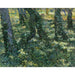 Reproduktion af maleriet Skovbund - Vincent van Gogh