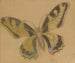 Papillon Papilio machaon - Stanisław Wyspiański — visning af kunstværket