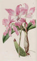 Laelia d'automne - Sydenham Edwards — visning af kunstværket