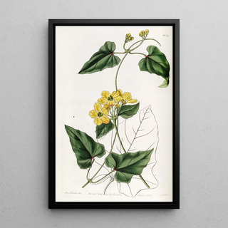 Sydenham Edwards - Awned Stigmaphyllon.webp