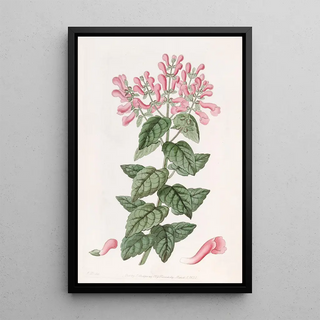 Sydenham Edwards - Basillike Perilomia.webp