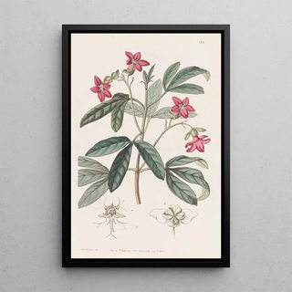 Sydenham Edwards - Beautiful Lemonia.webp