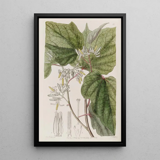 Sydenham Edwards - Begonialeaved Marlea.webp