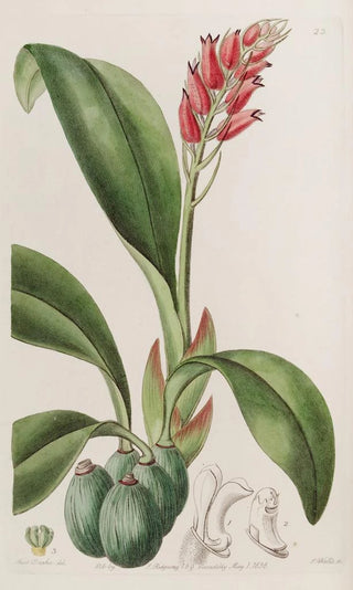 Sydenham Edwards - Bloodcoloured Cryptochilus.webp