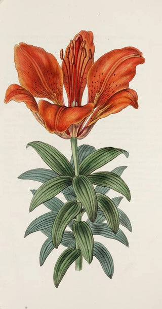 Sydenham Edwards - Bloodred Lily.webp