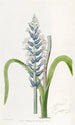 Lachenalia lys med blå blomster - Sydenham Edwards — visning af kunstværket