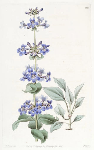 Sydenham Edwards - Blueleaved Pentstemon.webp