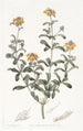 Gastrolobium à feuilles émoussées - Sydenham Edwards — visning af kunstværket
