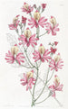 Schizanthus à pétales émoussés - Sydenham Edwards — visning af kunstværket