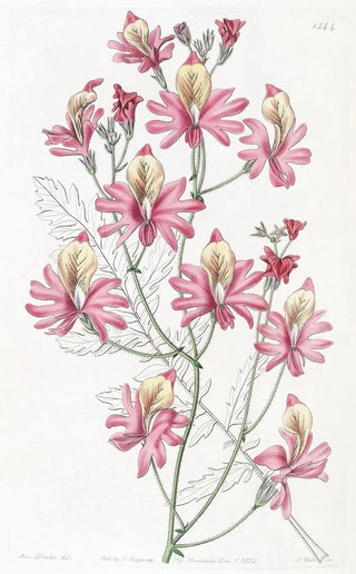 Sydenham Edwards - Bluntpetalled Schizanthus.webp