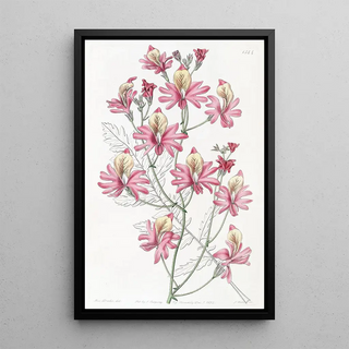 Sydenham Edwards - Bluntpetalled Schizanthus.webp