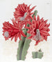 Cactus hybride rød mursten - Sydenham Edwards — visning af kunstværket