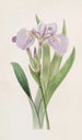 Iris à pointe hérissée - Sydenham Edwards — visning af kunstværket