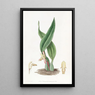 Sydenham Edwards - Brownish Maxillaria.webp