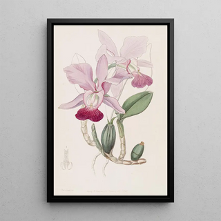 Sydenham Edwards - Bulbous Cattleya.webp