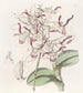 Dendrobium à tête de taureau - Sydenham Edwards — visning af kunstværket