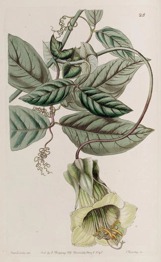 Sydenham Edwards - Changeable Cobaea.webp