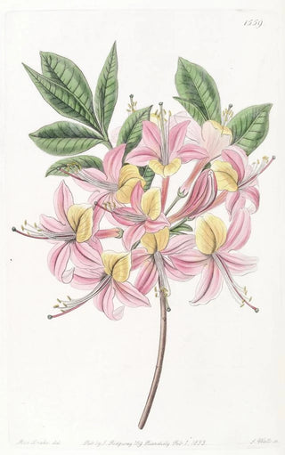 Sydenham Edwards - Changeable Pontic Azalea.webp