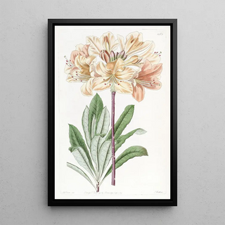 Sydenham Edwards - Chinese Yellow Azalea.webp