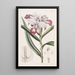 Reedorchis à fleurs serrées - Sydenham Edwards — indrammet kunstværk på væggen