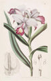 Reedorchis à fleurs serrées - Sydenham Edwards — visning af kunstværket