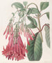 Fuchsia blomstergruppe maleri - Sydenham Edwards — visning af kunstværket