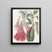 Fuchsia blomstergruppe maleri - Sydenham Edwards — indrammet kunstværk på væggen