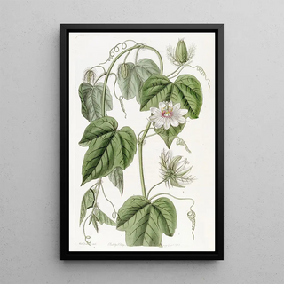 Sydenham Edwards - Cottonleaved Passionflower.webp