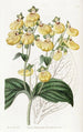 Calceolaria à fleurs crénelées - Sydenham Edwards — visning af kunstværket