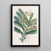 Vanda crêtée - Sydenham Edwards — indrammet kunstværk på væggen