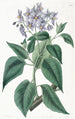 Solanum à feuilles frisées - Sydenham Edwards — visning af kunstværket