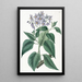 Solanum à feuilles frisées - Sydenham Edwards — indrammet kunstværk på væggen