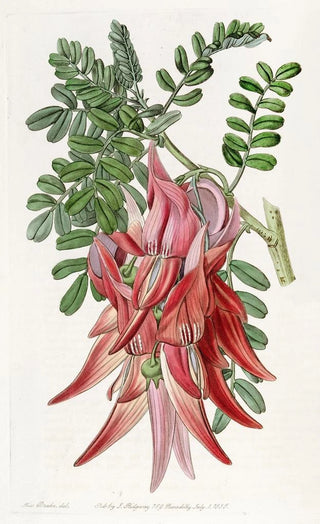 Sydenham Edwards - Crimson Glorypea.webp