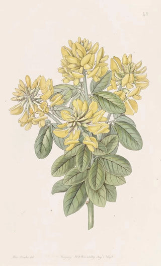 Sydenham Edwards - Dalmatian Laburnum.webp
