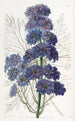 Delphinium Barlowii - Sydenham Edwards — visning af kunstværket