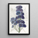 Delphinium Barlowii - Sydenham Edwards — indrammet kunstværk på væggen