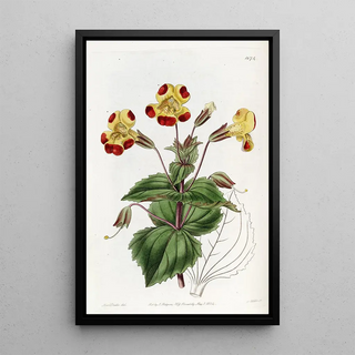 Sydenham Edwards - Didynamia Angiospermia.webp