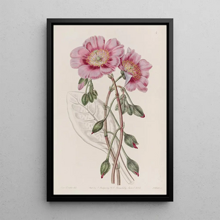 Sydenham Edwards - Discoloured Calandrinia.webp