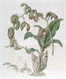 Moucherolle à feuilles penchées - Sydenham Edwards — visning af kunstværket