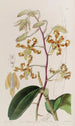 Dendrobium terne - Sydenham Edwards — visning af kunstværket