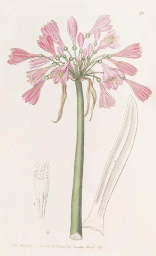 Sydenham Edwards - Fleshcoloured Calostemma.webp