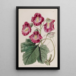 Sydenham Edwards - Fragrant Martynia.webp