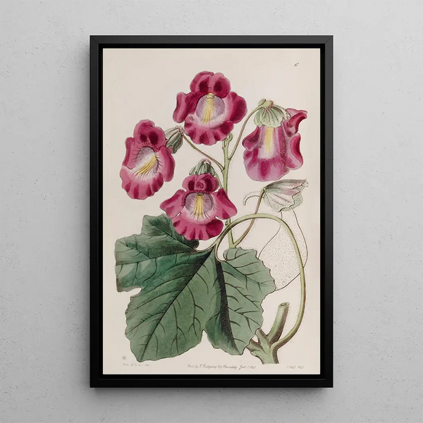 Sydenham Edwards - Fragrant Martynia.webp