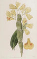Dendrobium sillonné - Sydenham Edwards — visning af kunstværket