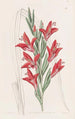 Variété de jardin - Sydenham Edwards — visning af kunstværket