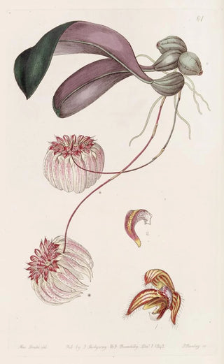 Sydenham Edwards - Goldedged Cirrhopetalum.webp