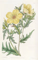 Bartonie à fleurs dorées - Sydenham Edwards — visning af kunstværket